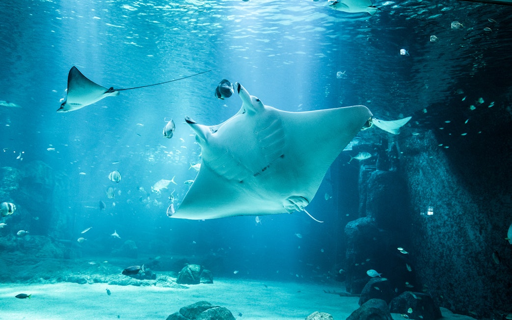 Manta ray swimming at Nausicaá aquarium with fish in the background.