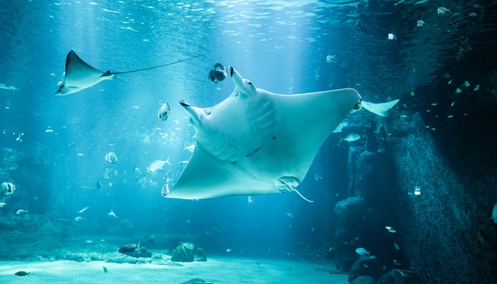 Manta ray swimming at Nausicaá aquarium with fish in the background.