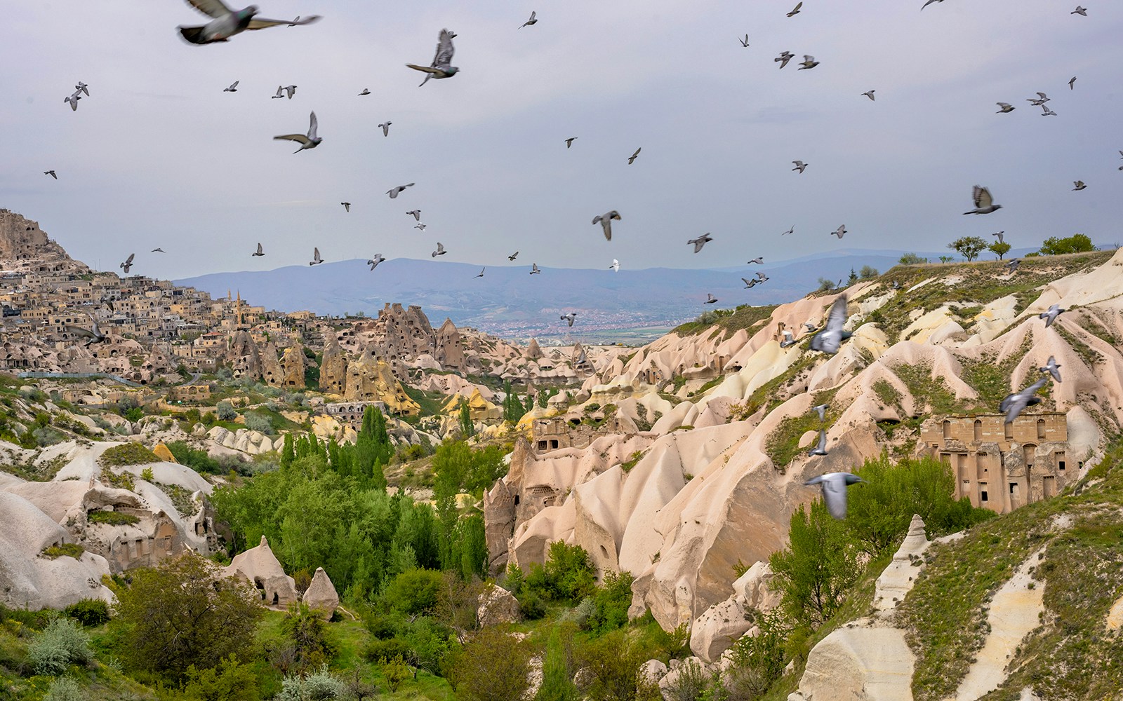 Pigeons flying over Cappadocia's Pigeon Valley with unique rock formations.