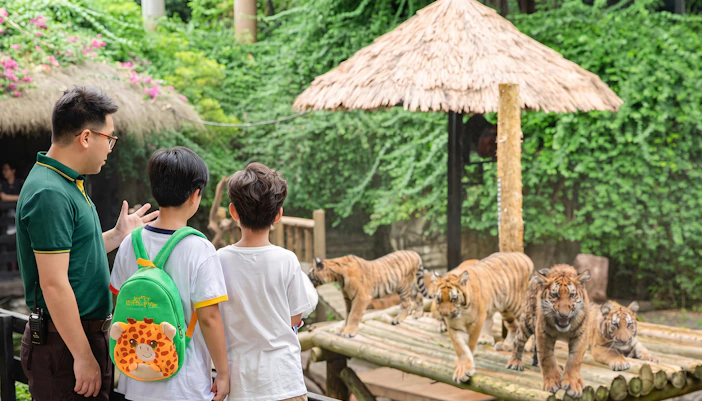 Visitors observing tigers at Chimelong Safari Park.