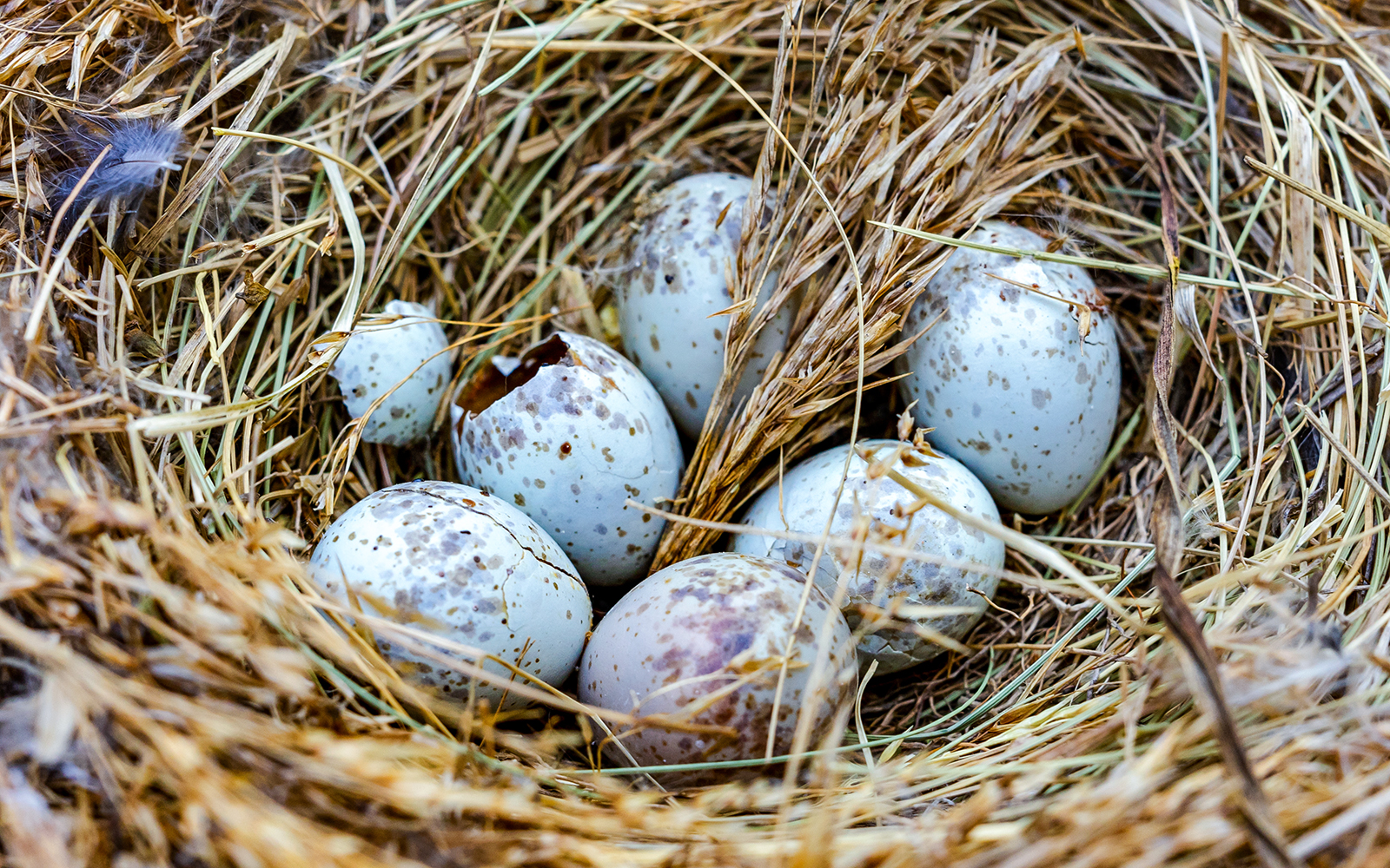 Speckled eggs in a bird's nest on a tree branch, symbolizing nature and wildlife exploration.