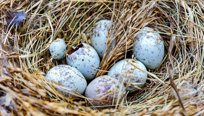 Speckled eggs in a bird's nest on a tree branch, symbolizing nature and wildlife exploration.
