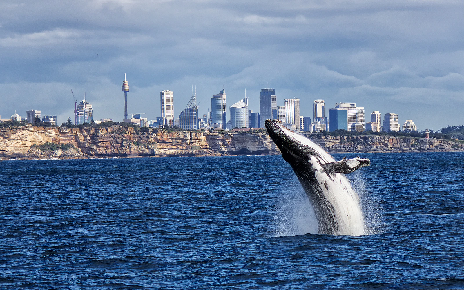 Whale Watching cruise in Sydney
