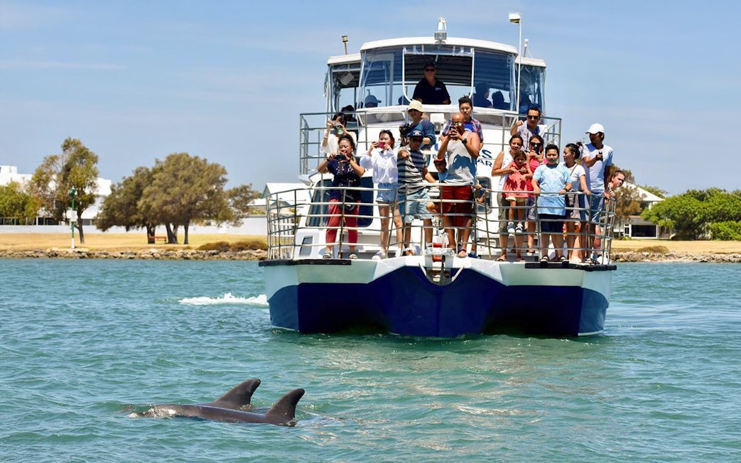 Tourists on a cruise watching dolphins in the water.