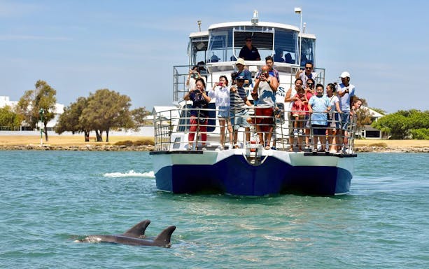 Tourists on a cruise watching dolphins in the water.
