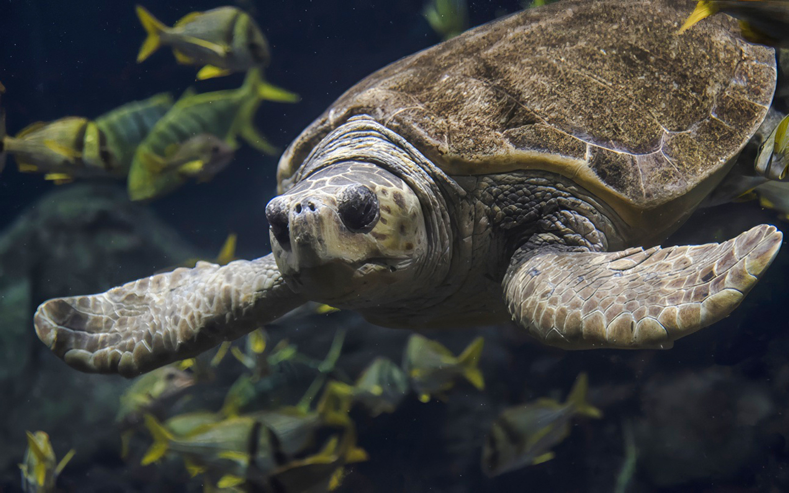Sea turtle swimming among fish at SeaWorld San Antonio.