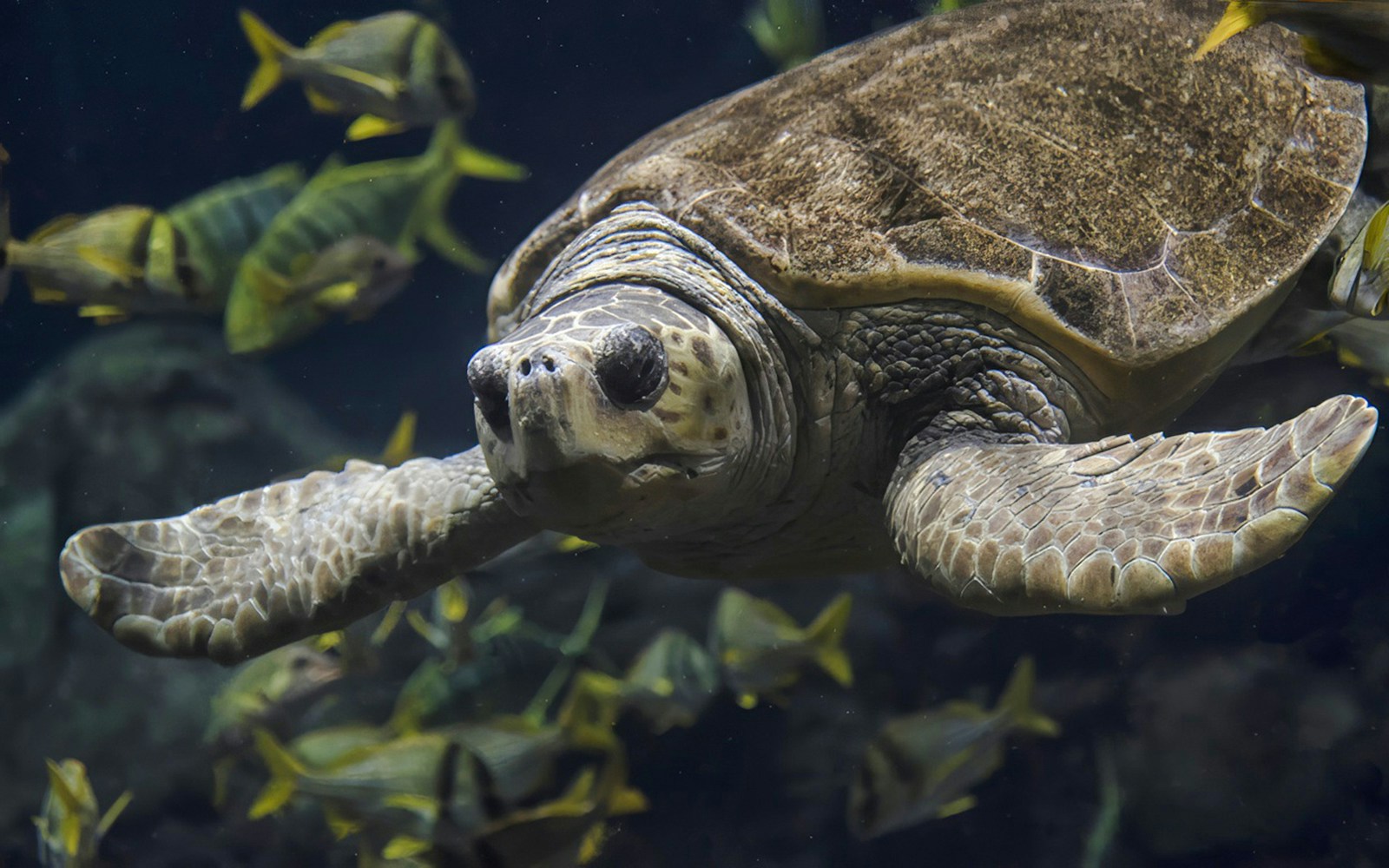 Sea turtle swimming among fish at SeaWorld San Antonio.