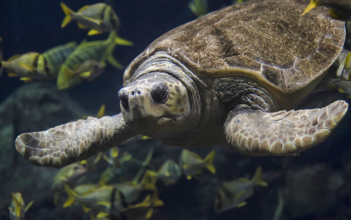 Sea turtle swimming among fish at SeaWorld San Antonio.