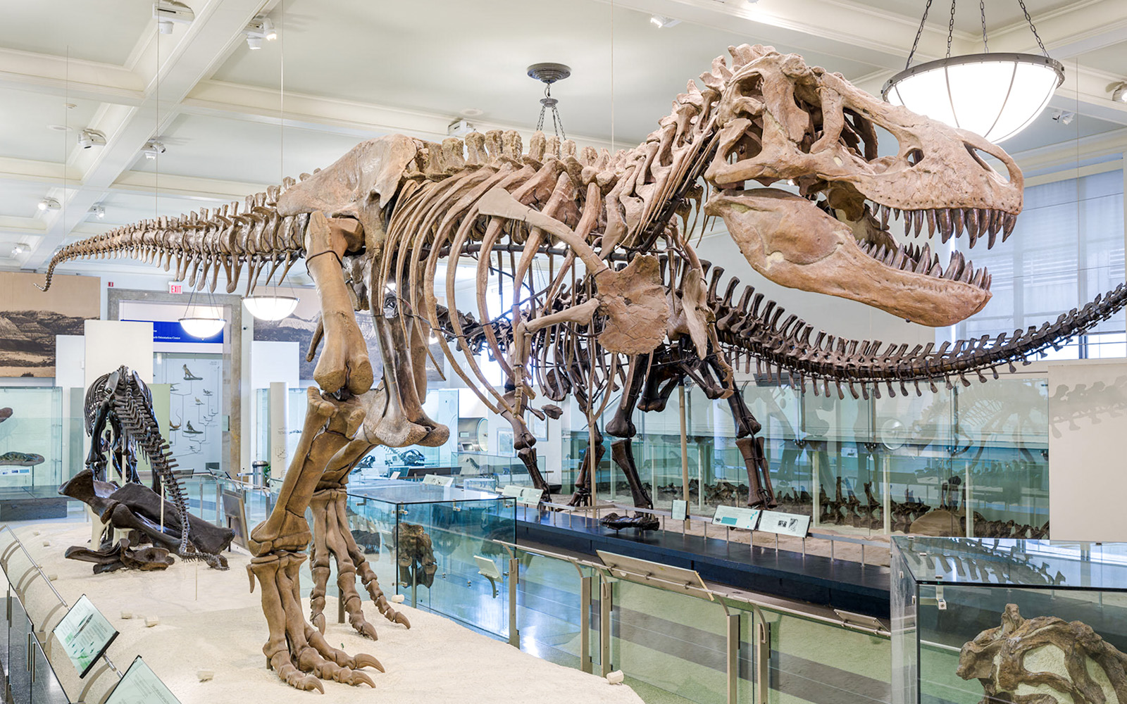 T-rex skeleton exhibit at American Museum of Natural History.
