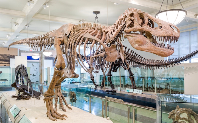 T-rex skeleton exhibit at American Museum of Natural History.