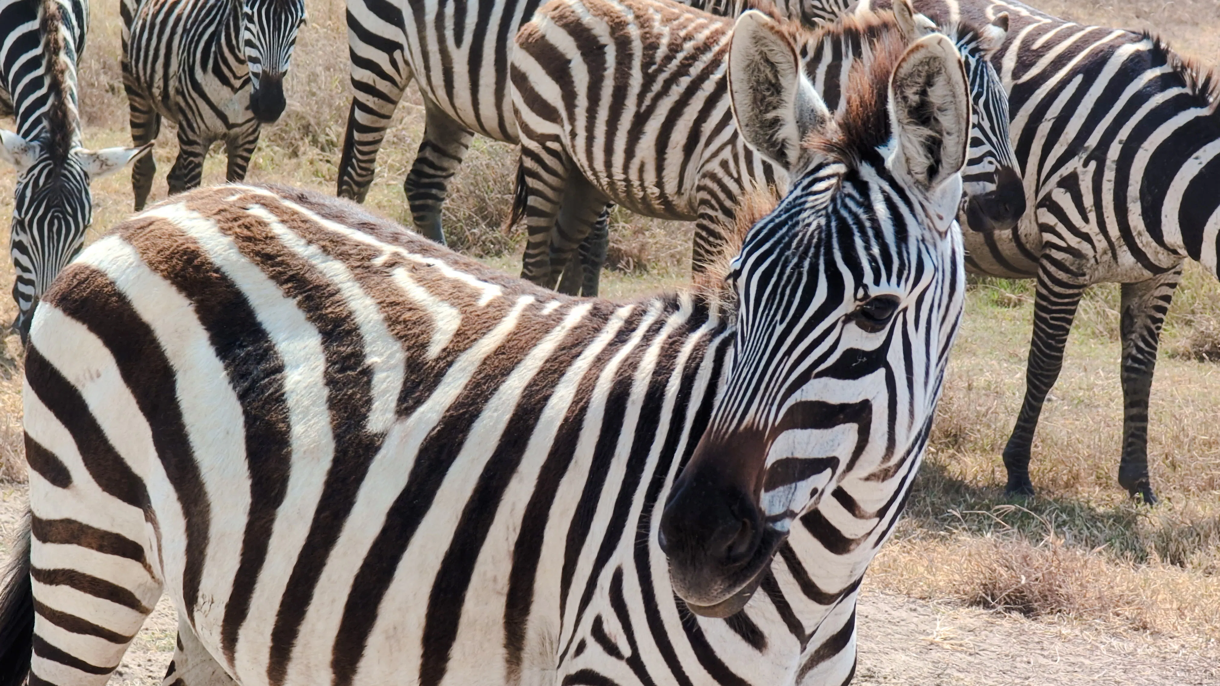 from zanzibar: nyerere national park fly-in safari-1