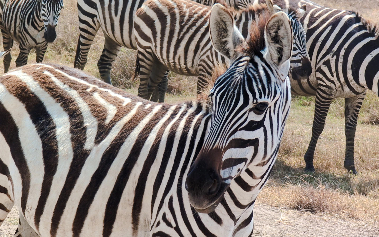 From Zanzibar: Nyerere National Park Fly-in Safari