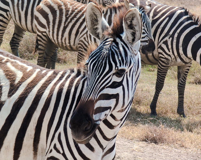 From Zanzibar: Nyerere National Park Fly-in Safari