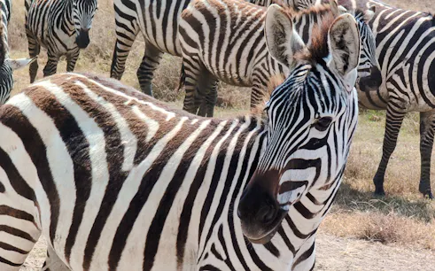 from zanzibar: nyerere national park fly-in safari-1