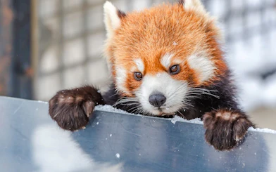 Red panda at Asahiyama Zoo, part of Sapporo tour in Hokkaido.