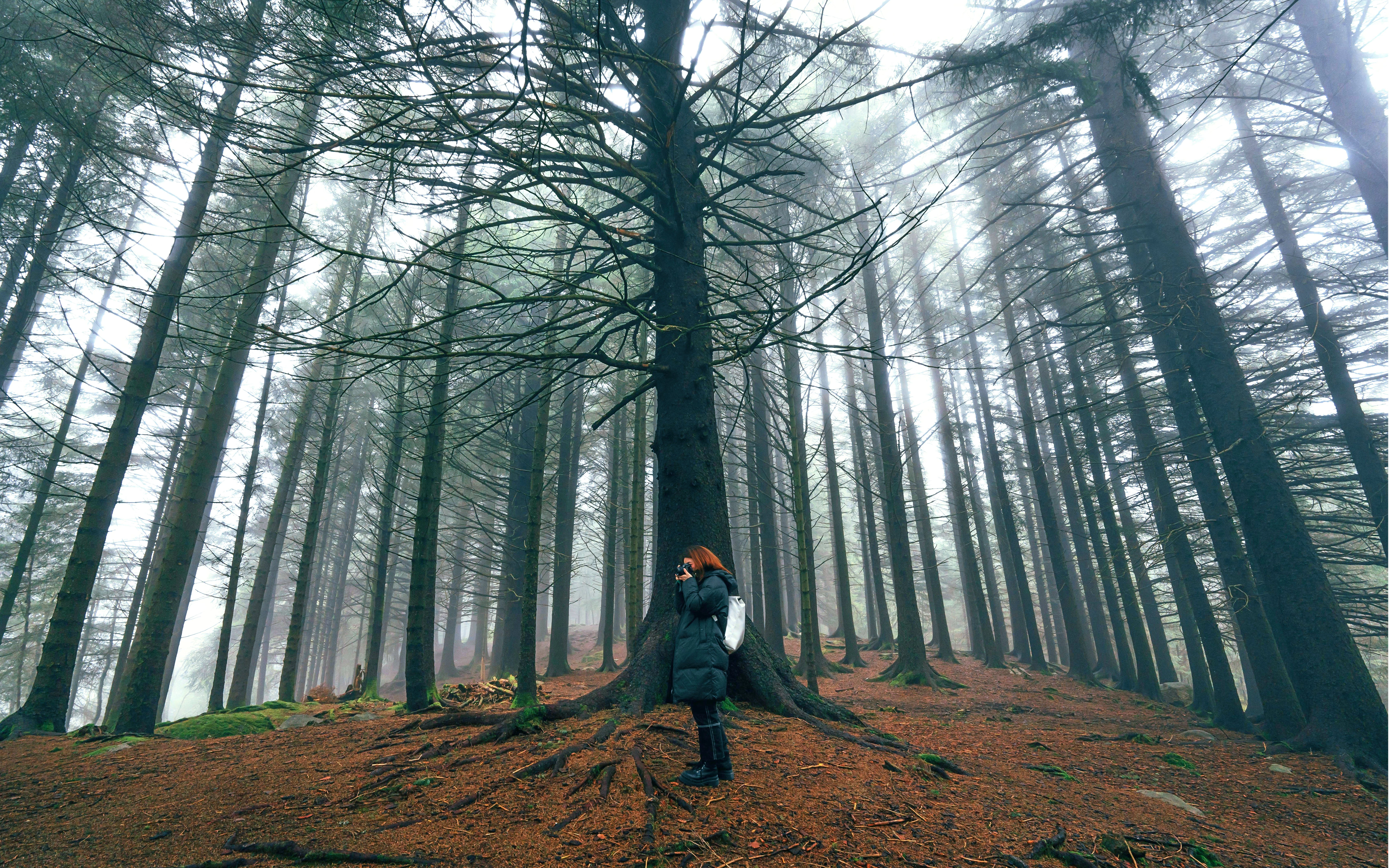 Misty forest at Mount Floyen, Bergen with a person photographing tall trees.