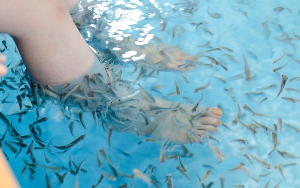 Garra rufa fish pedicure at Hakone Kowakien Yunessun, Japan.