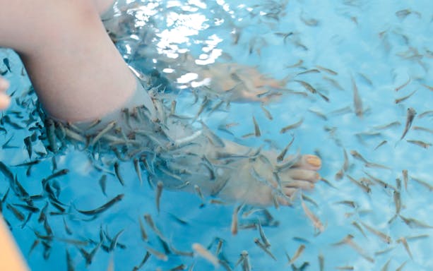 Garra rufa fish pedicure at Hakone Kowakien Yunessun, Japan.