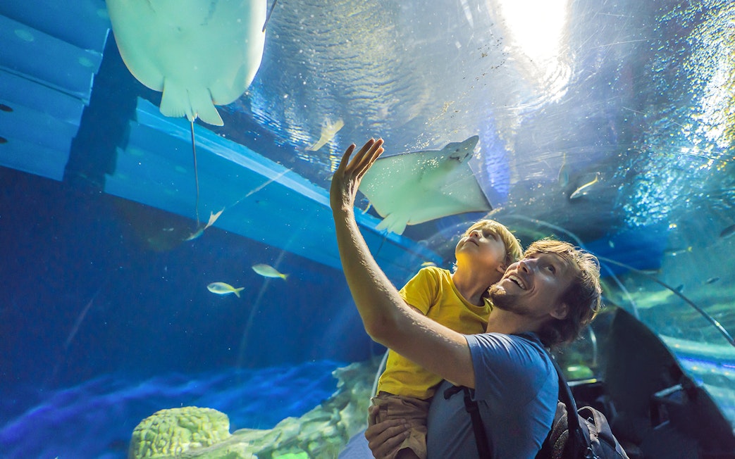 Father and child observing rays at Dubai Aquarium & Underwater Zoo.