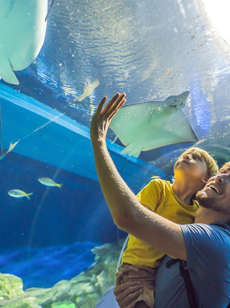 Father and child observing rays at Dubai Aquarium & Underwater Zoo.