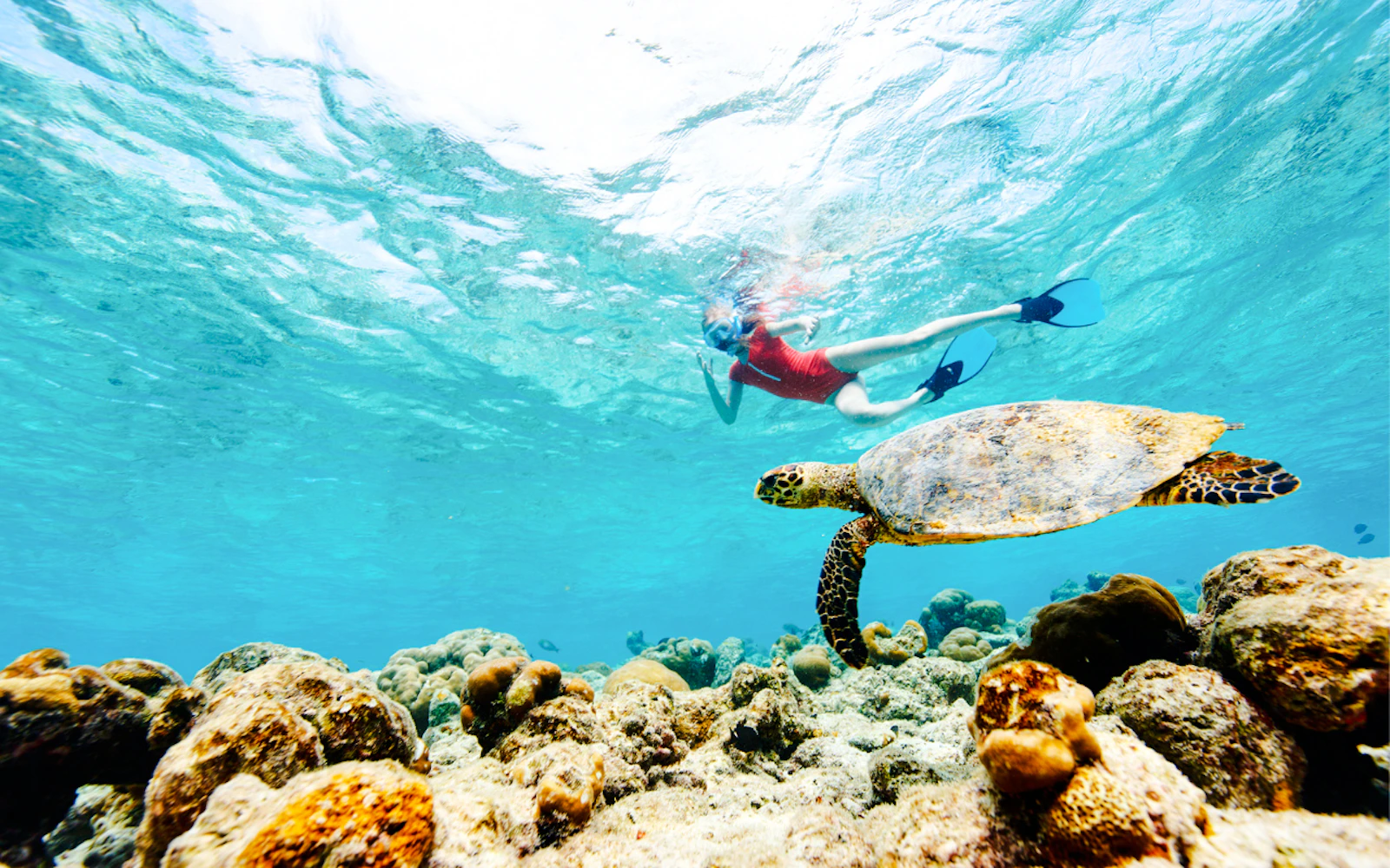 From Cancun: Akumal Bay Sea Turtles and Cenotes Snorkeling Tour Image 2
