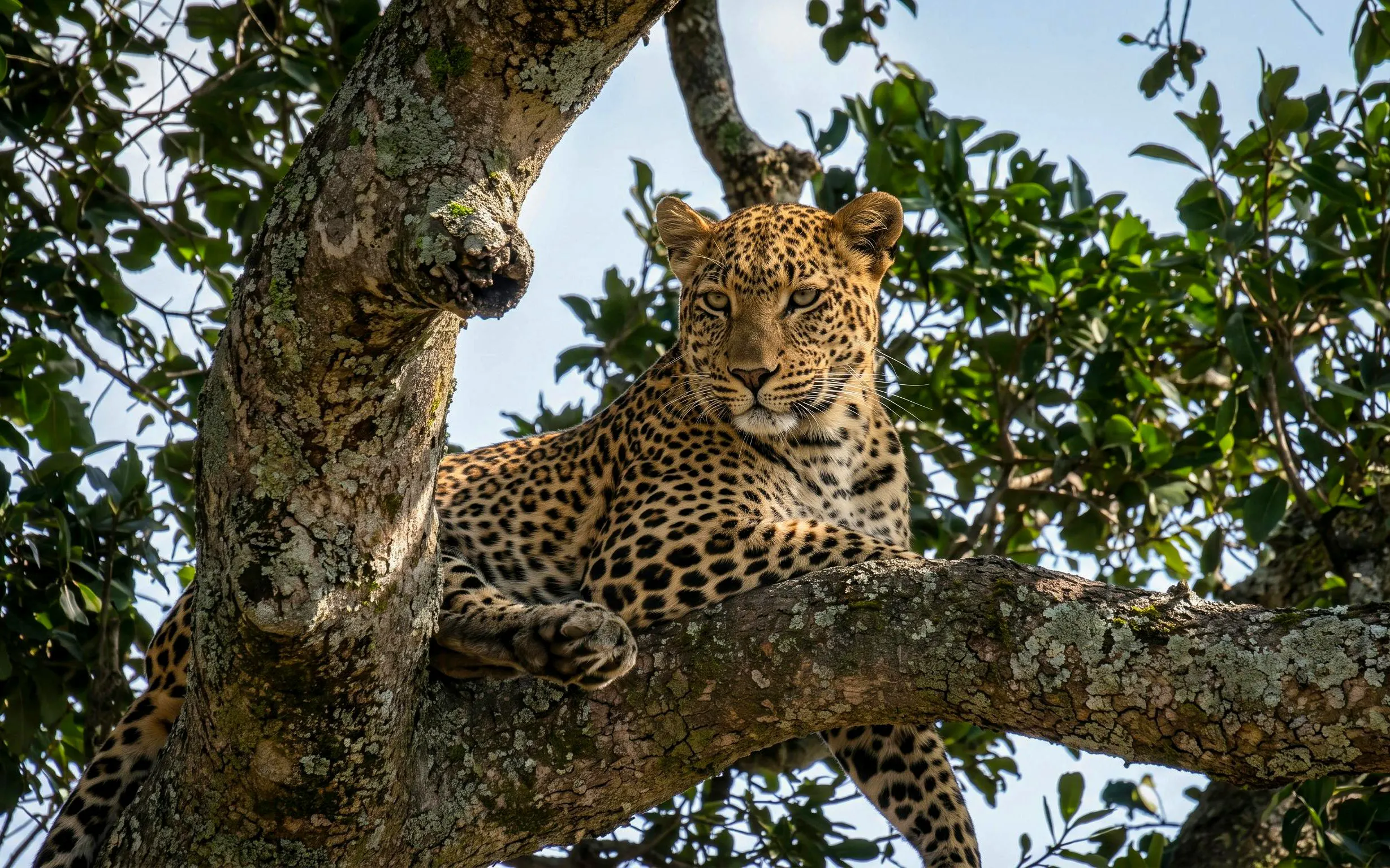 Leopard resting on a tree branch in Masai Mara Safari, Kenya.