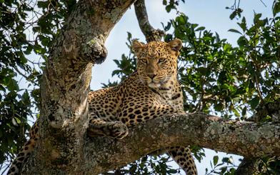 Leopard resting on a tree branch in Masai Mara Safari, Kenya.