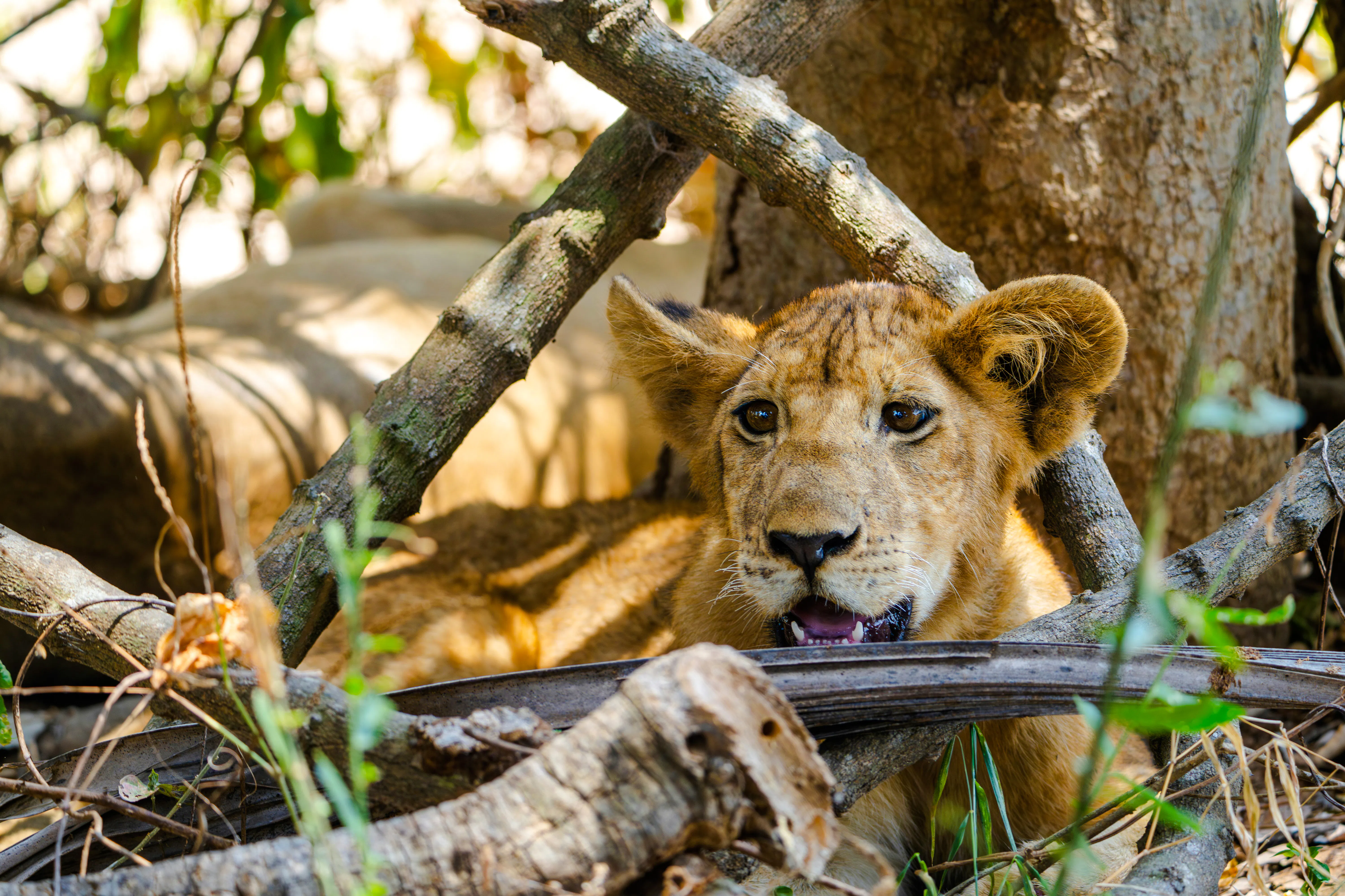 Lion cub resting among branches in Nyerere National Park, part of a Zanzibar safari tour.