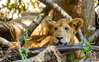 Lion cub resting among branches in Nyerere National Park, part of a Zanzibar safari tour.
