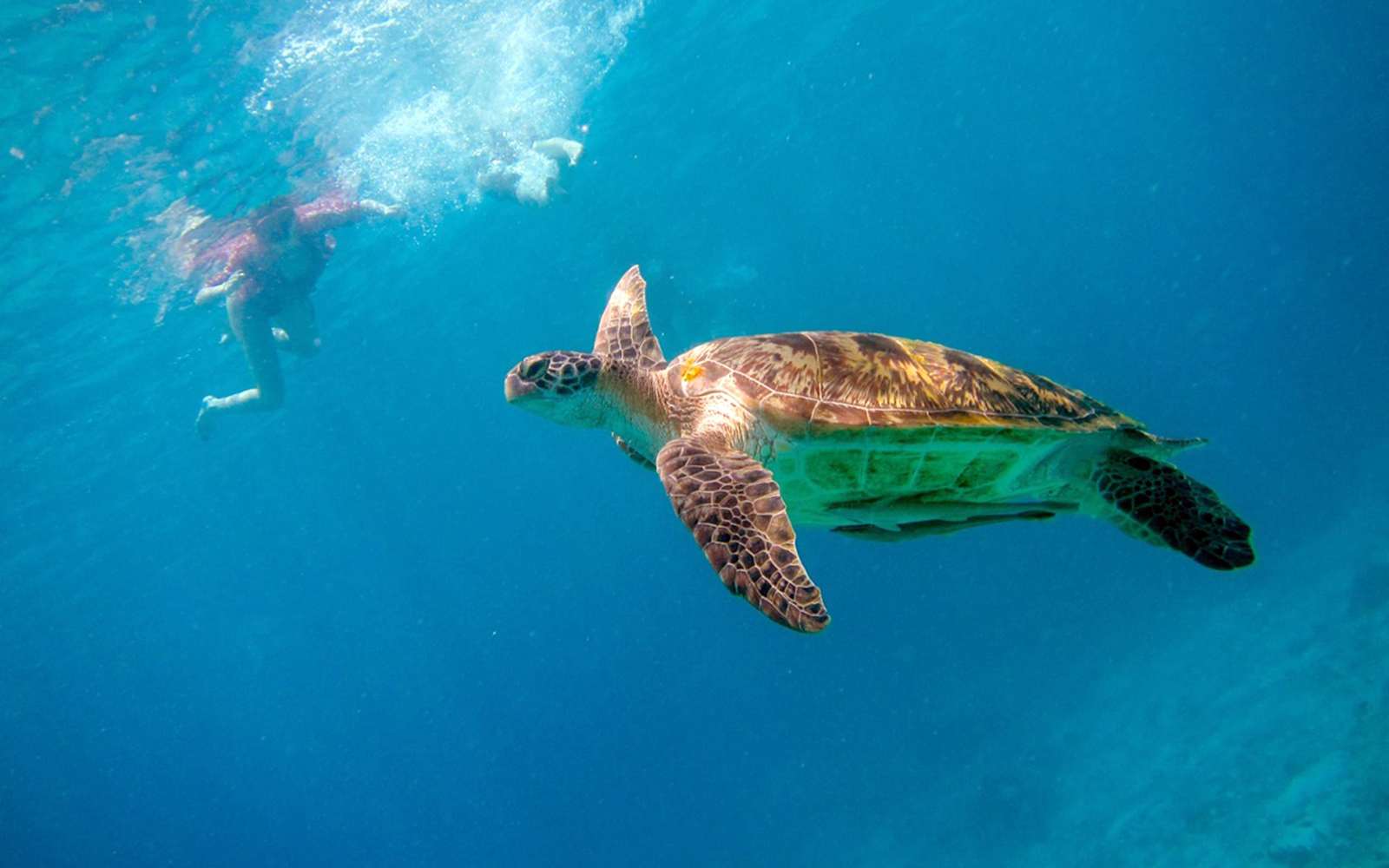 Snorkeler swimming near a sea turtle in Similan Island waters.