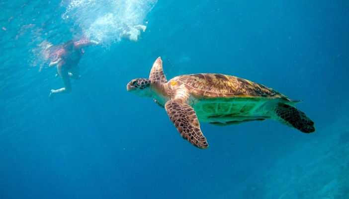 Snorkeler swimming near a sea turtle in Surin Island waters.