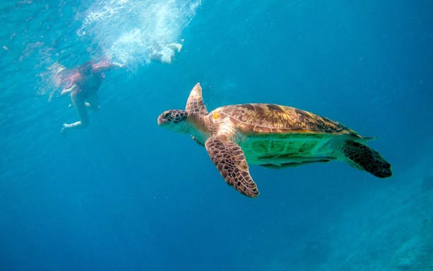 Snorkeler swimming near a sea turtle in Similan Island waters.