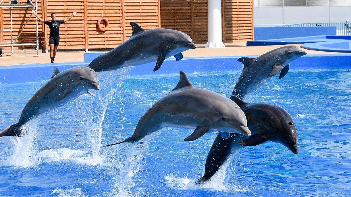 Why visit Constanta Dolphinarium?