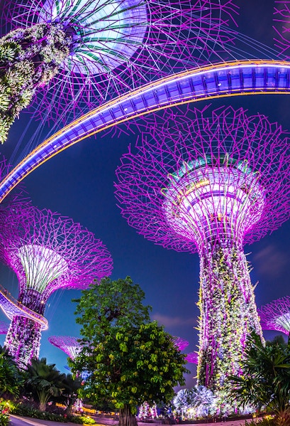 Supertree Grove illuminated at night, Gardens by the Bay, Singapore.