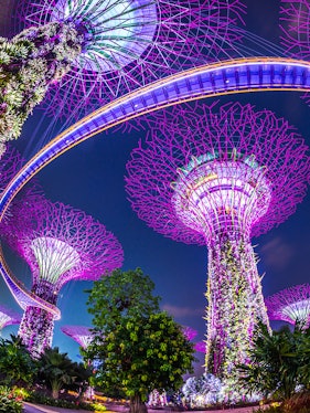 Supertree Grove illuminated at night, Gardens by the Bay, Singapore.