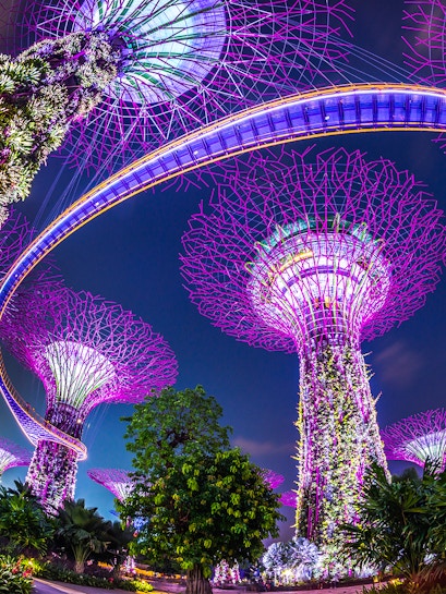 Supertree Grove illuminated at night, Gardens by the Bay, Singapore.