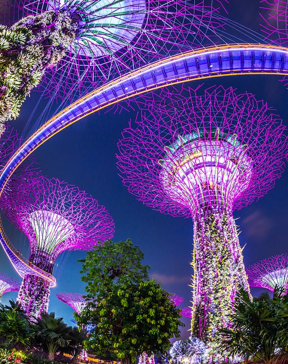 Supertree Grove illuminated at night, Gardens by the Bay, Singapore.
