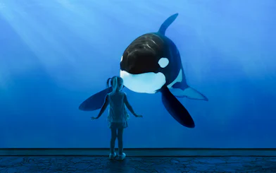 Child observing an orca at SeaWorld San Diego.