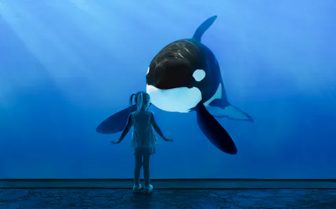 Child observing an orca at SeaWorld San Diego.