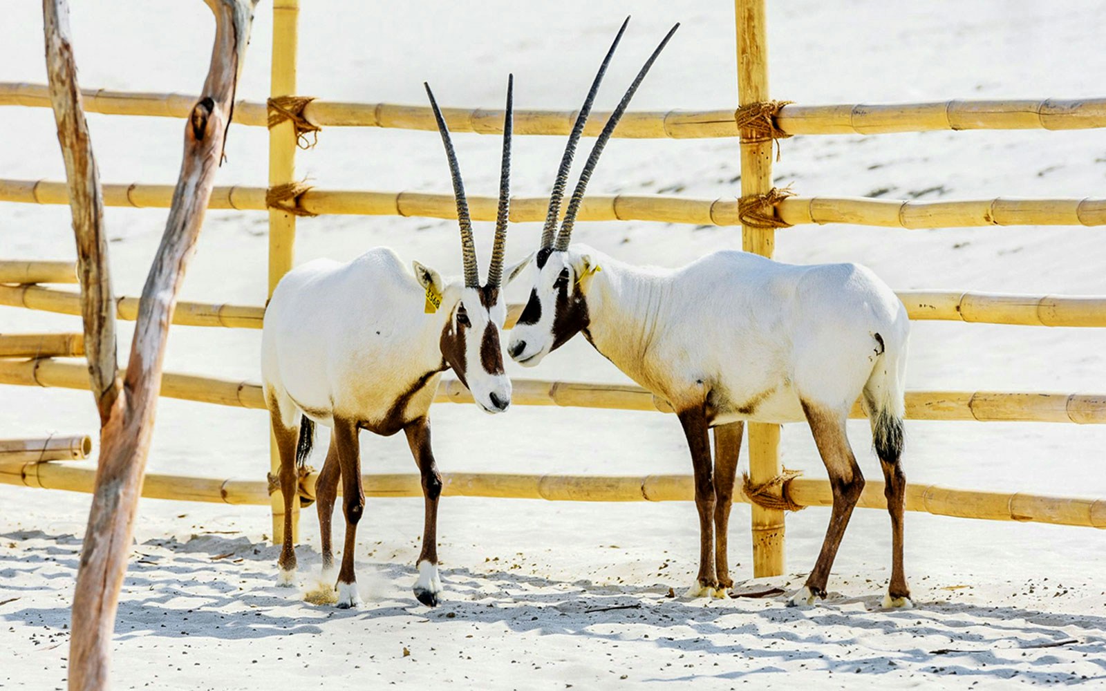 Arabian oryx pair standing near a wooden fence in a desert setting.