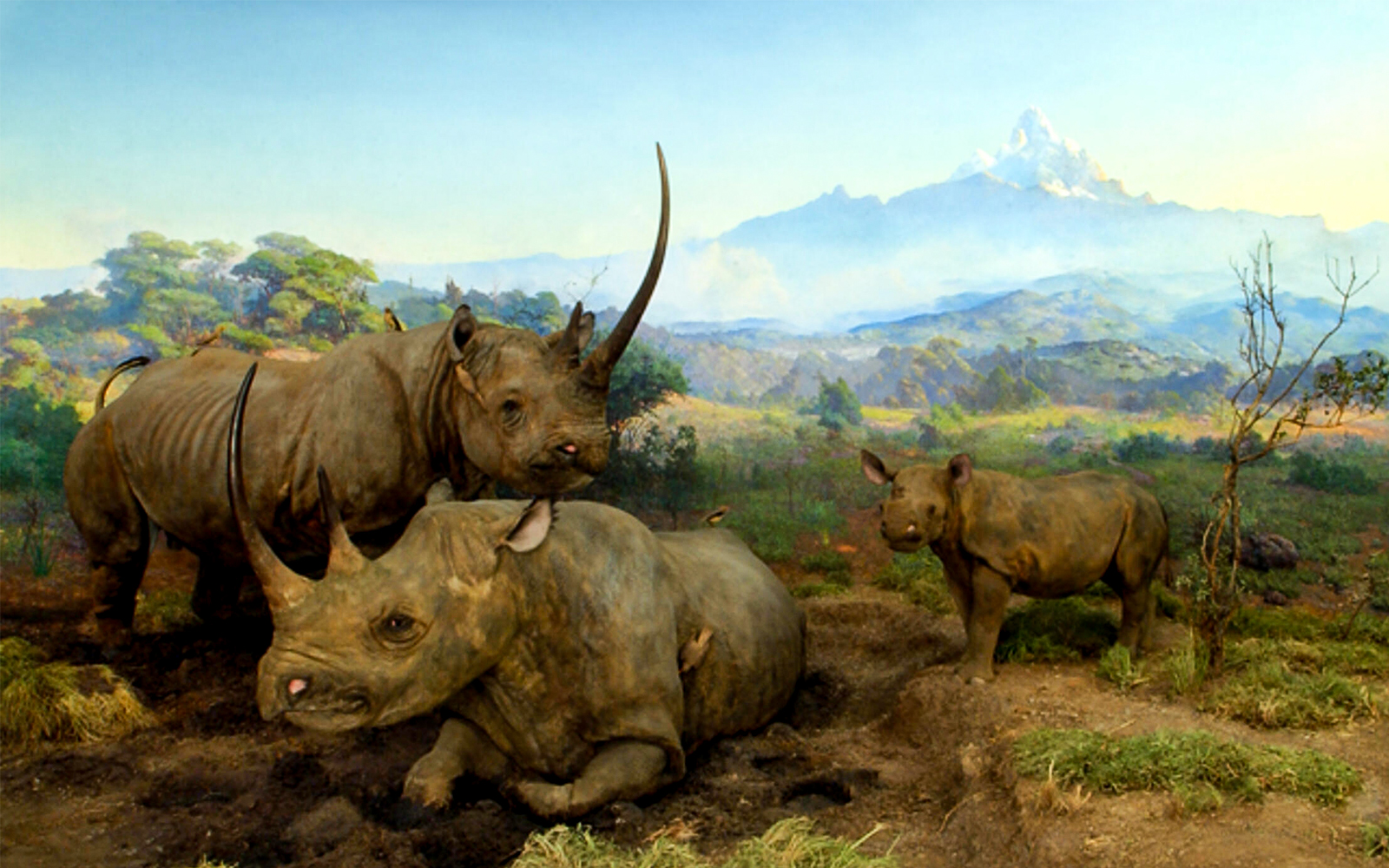 Black rhinoceros exhibit in Hall of African Mammals at American Museum of Natural History.