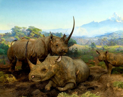 Black rhinoceros exhibit in the Hall of African Mammals at the American Museum of Natural History.