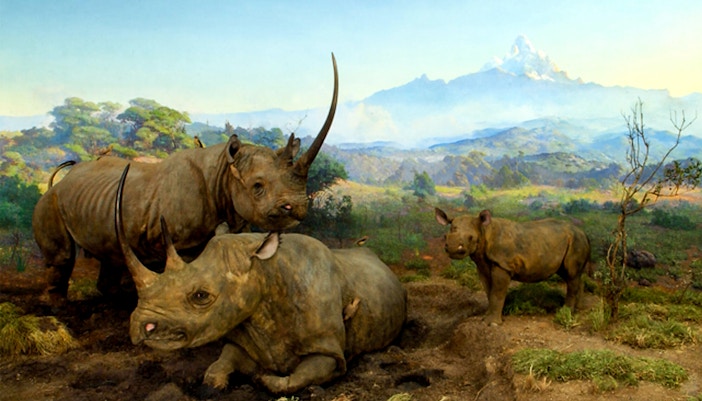 Black rhinoceros exhibit in Hall of African Mammals at American Museum of Natural History.