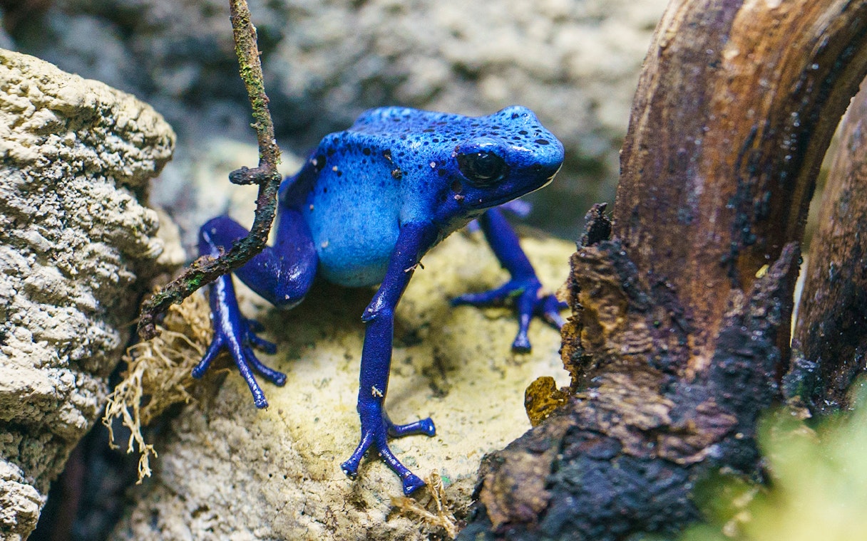 Blue poison dart frog on a rock at London Zoo.