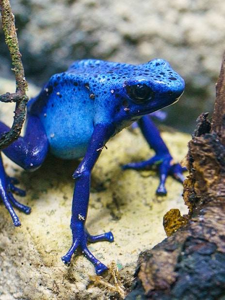 Blue poison dart frog on a rock at London Zoo.