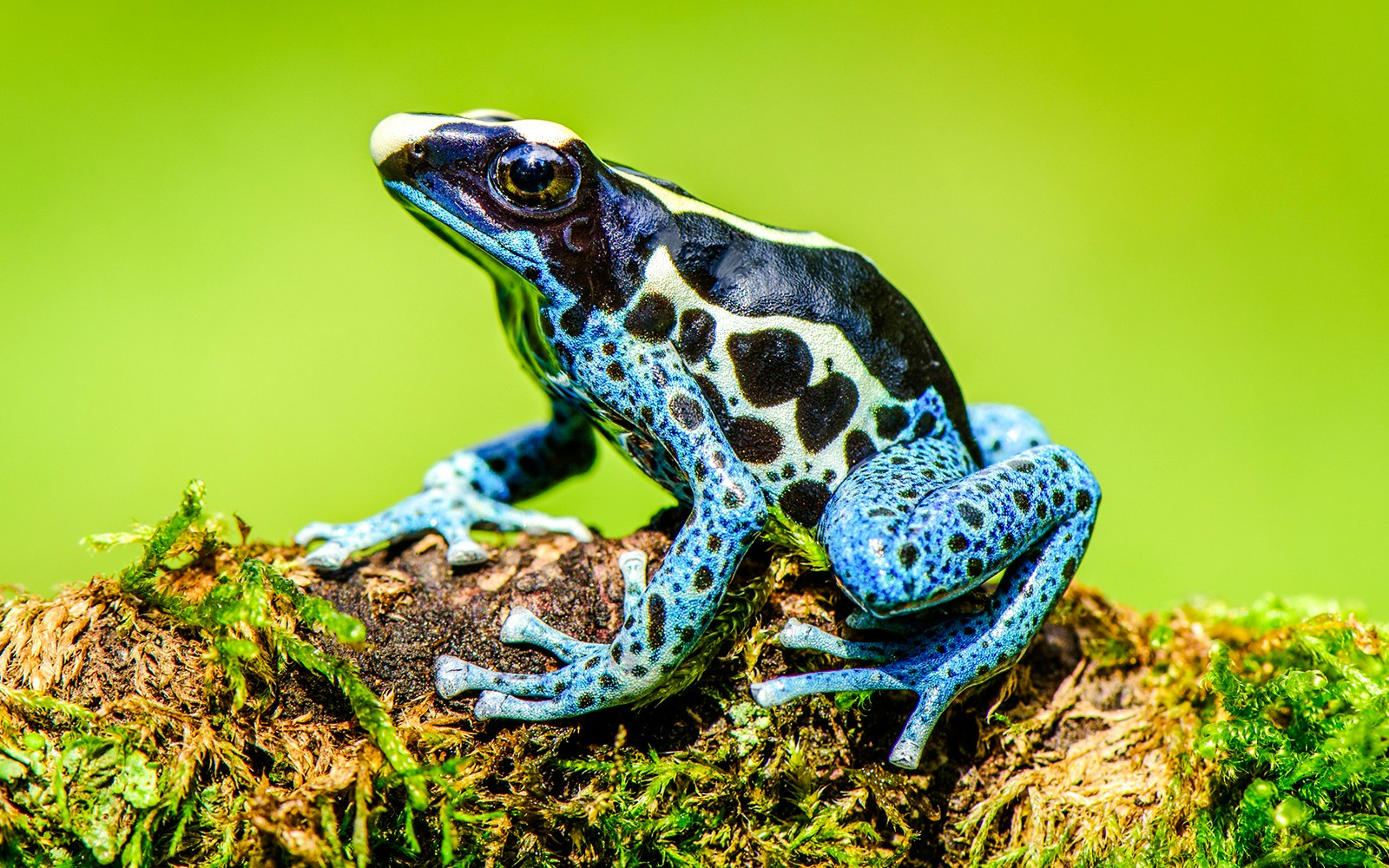 Poison dart frog with blue and black patterns on a mossy log.