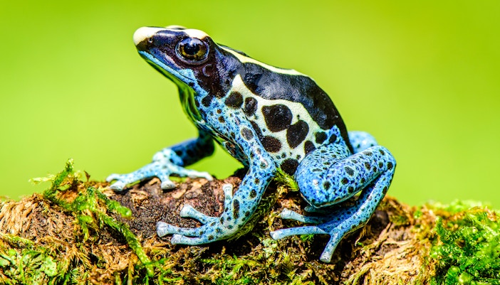 Poison dart frogs in a lush Costa Rican rainforest exhibit vibrant colors.