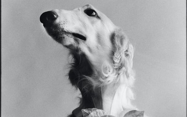 Dog portrait featured in Elliott Erwitt Exhibition at Villa Bardini, Florence.