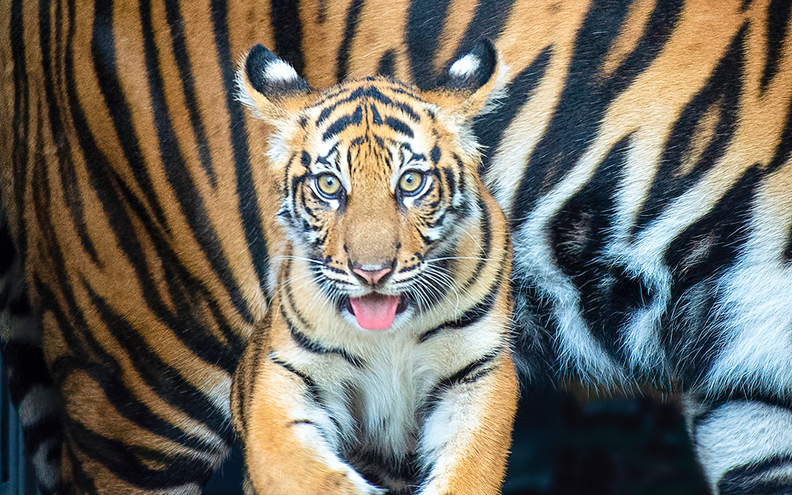 Tiger cub at Zoo Miami.