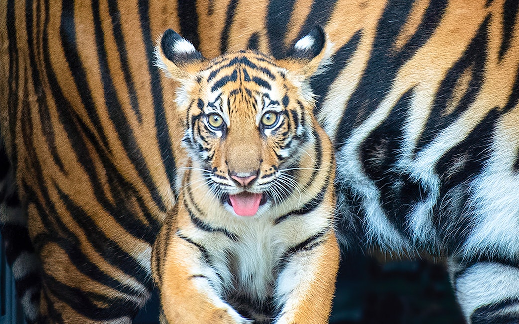 Tiger cub at Zoo Miami.